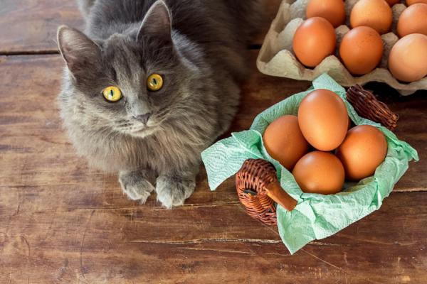 Kan katter spise egg
