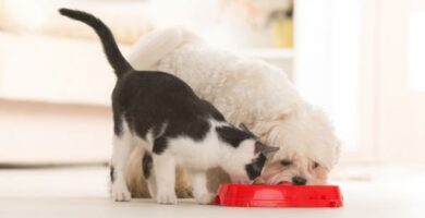Kan katter spise hundemat