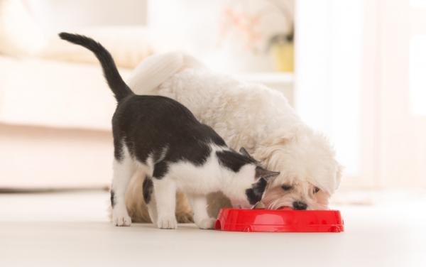 Kan katter spise hundemat