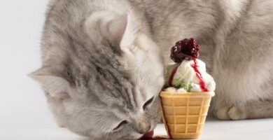 Kan katter spise is