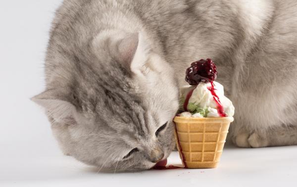 Kan katter spise is