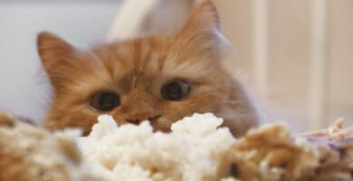 Kan katter spise ris