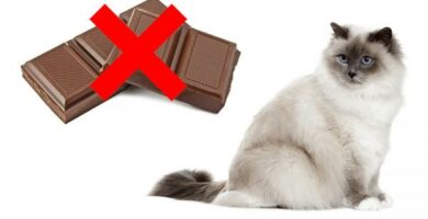 Kan katter spise sjokolade