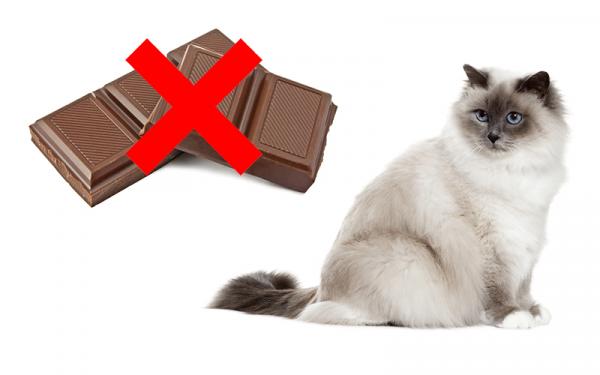 Kan katter spise sjokolade