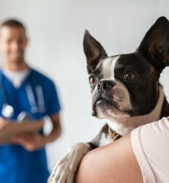 Kastrering av hund Pris postoperativ konsekvenser og fordeler