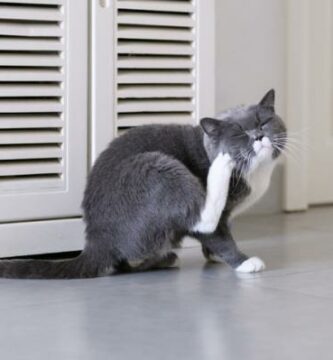 Katten min klor mye arsaker og hva jeg skal