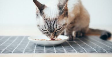 Katten min spiser uten a tygge arsaker og hva