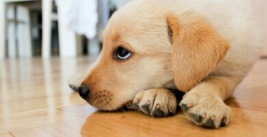 Koksidiose hos hunder symptomer behandling og smitte