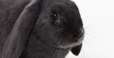 Koksidiose hos kaniner symptomer og behandling