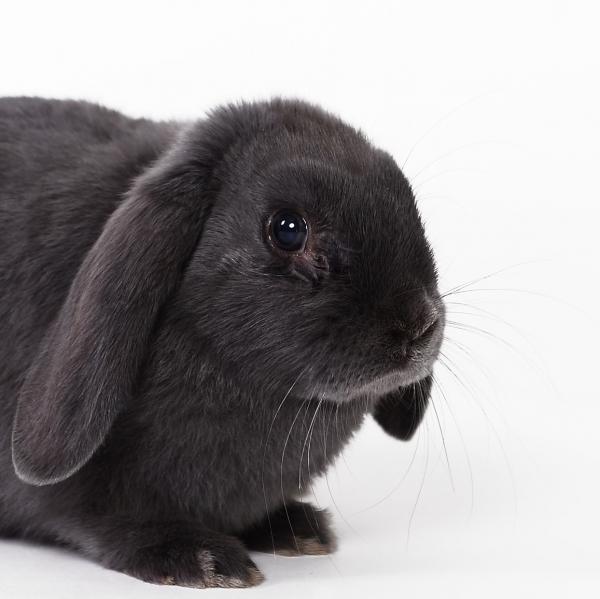 Koksidiose hos kaniner symptomer og behandling