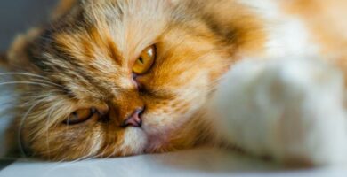 Koksidiose hos katter symptomer og behandling