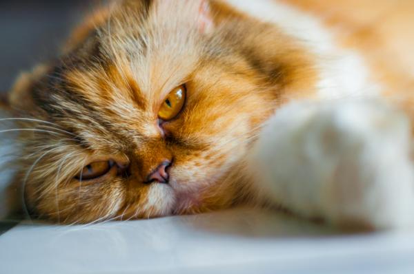 Koksidiose hos katter symptomer og behandling