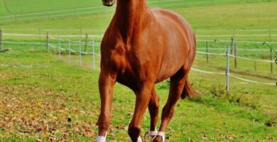 Kolikk i hester symptomer og behandling