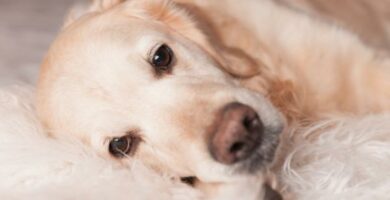 Kolitt hos hunder symptomer og behandling