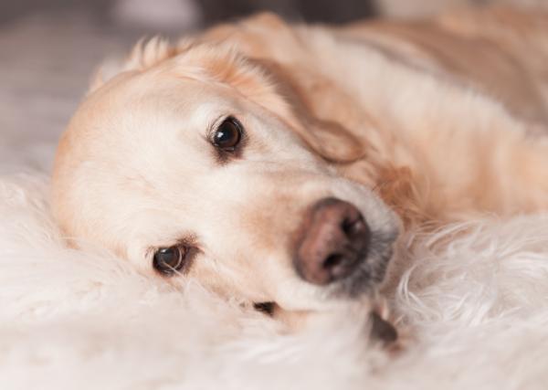 Kolitt hos hunder symptomer og behandling