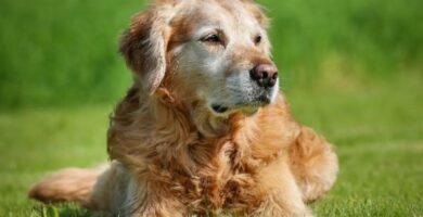 Komplett guide til omsorg for en eldre hund