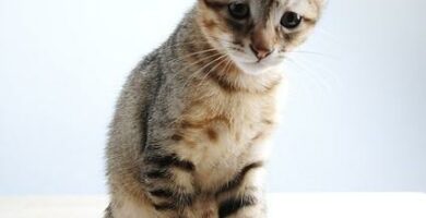 Kortharige kattborster
