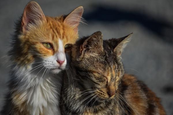 Kreft hos katter Typer symptomer og behandling