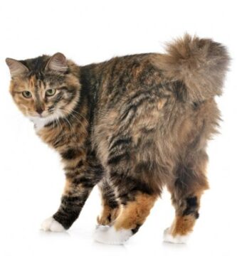 Kurilian bobtail katt