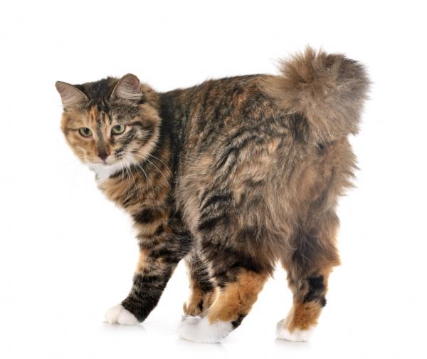 Kurilian bobtail katt