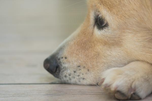 Kusma hos hunder arsaker symptomer og behandling