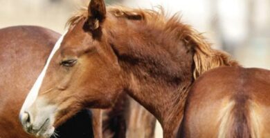 Kusma i hester symptomer og behandling