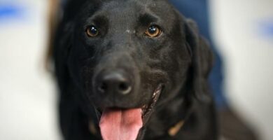 Labrador retriever omsorg