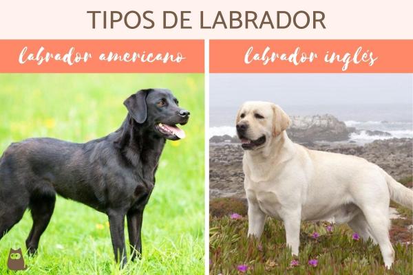 Labrador typer