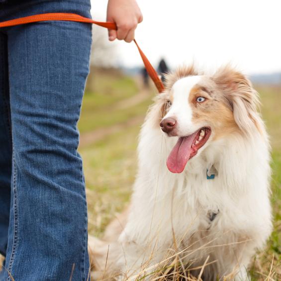 Laer en voksen hund i band a ga