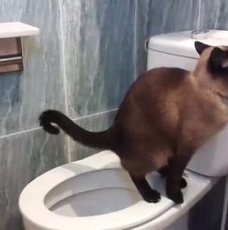 Laer katten din a bruke toalettet trinn for trinn