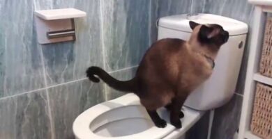 Laer katten din a bruke toalettet trinn for trinn