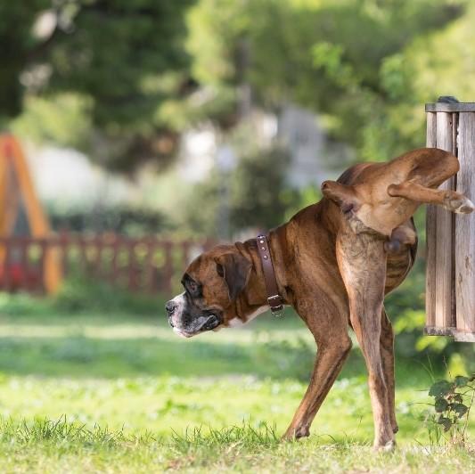 Laerer en voksen hund a avlaste seg selv pa gata