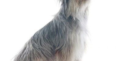 Langharet Pyrenean Sheepdog