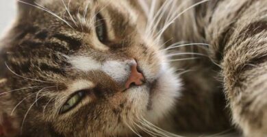 Leishmaniasis hos katter symptomer smitte og behandling