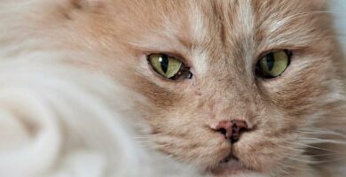 Lentigo hos katter Typer symptomer og behandling
