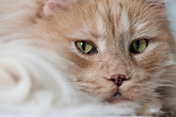 Lentigo hos katter Typer symptomer og behandling