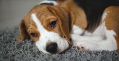 Leptospirose hos hunder arsaker symptomer og behandling