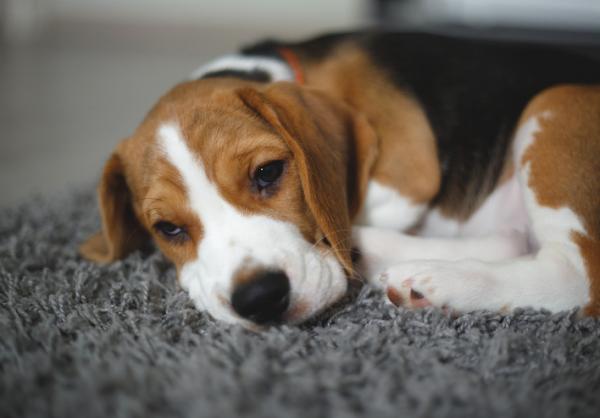 Leptospirose hos hunder arsaker symptomer og behandling