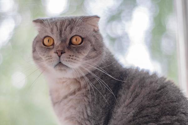 Leptospirose hos katter symptomer og behandling