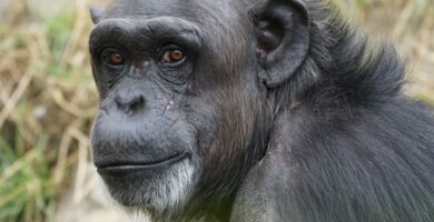 Likheter mellom mennesker og sjimpanser