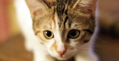 Loppebittallergi hos katter