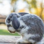 Lopper pa kaniner Hvordan oppdage og fjerne dem