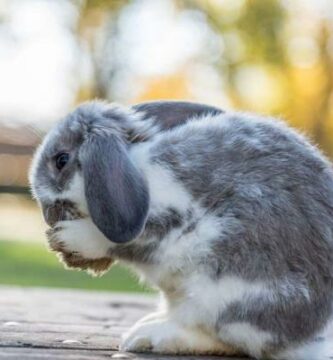Lopper pa kaniner Hvordan oppdage og fjerne dem