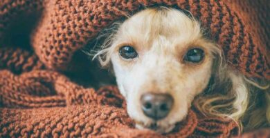 Lungebetennelse hos hunder Smitte omsorg og behandling