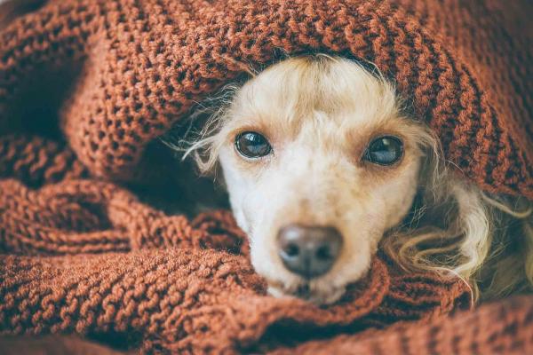 Lungebetennelse hos hunder Smitte omsorg og behandling