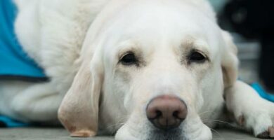 Lungefibrose hos hunder symptomer og behandling