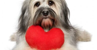Lungestenose hos hunder symptomer og behandling