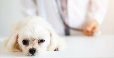 Lungorm hos hunder symptomer og behandling
