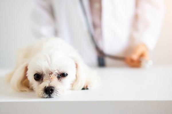 Lungorm hos hunder symptomer og behandling