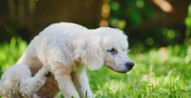 Lus hos hunder symptomer og behandling
